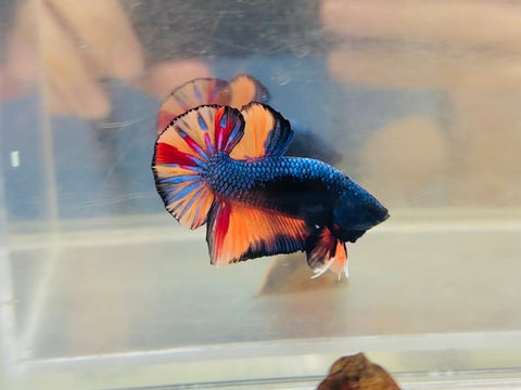 Metallic Black Candy Samurai (Male)