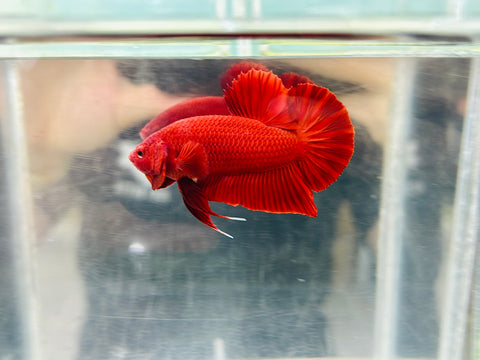 Super Red (Male)