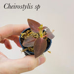Cheirostylis sp