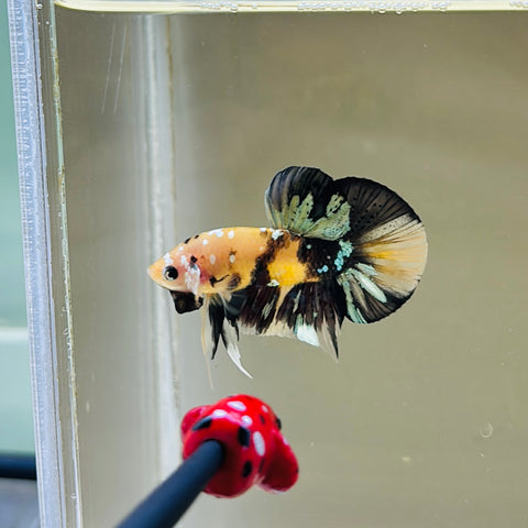 Bumblebee Copper Koi (Male)