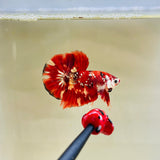 Fireworks Galaxy Candy (Male)