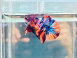 Galaxy Candy (Male)