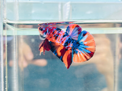 Galaxy Candy (Male)