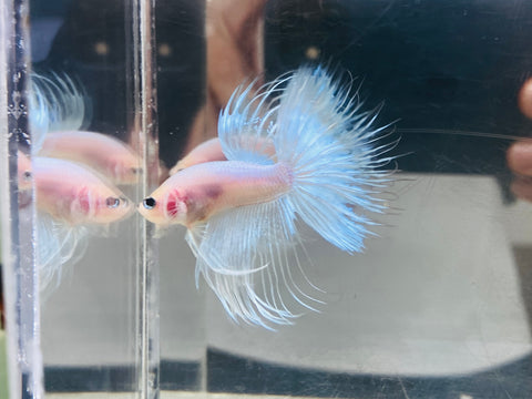 Pastel Crowntail (Male)