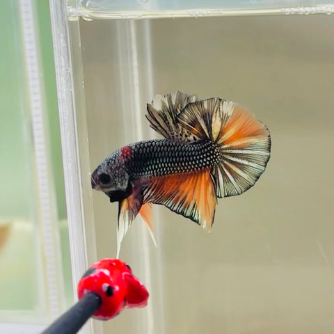 Metallic Copper Candy Junior (Male)