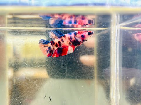Candy Koi (Female)