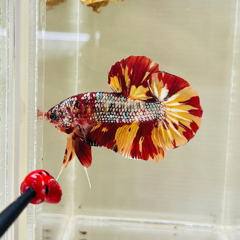 Copper Candy GIANT (Male)