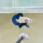 Blue Rim (Male)