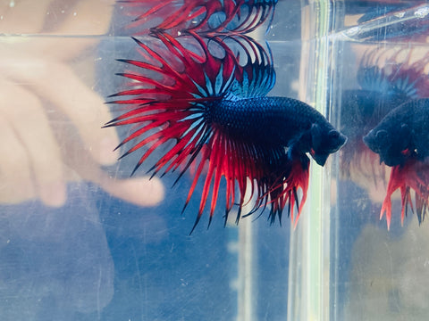Vampire Crowntail (Male)