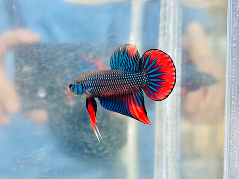 Turquoise Imbellis (Male)