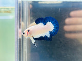 Blue Rim Junior (Male)