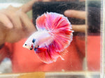 Pink Halfmoon Junior (Male)