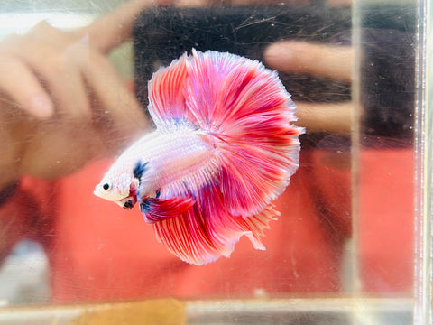 Pink Halfmoon Junior (Male)