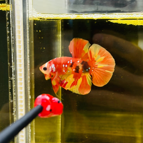 Yellow-Orange Galaxy Candy (Male)