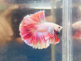 Rare! Pink Halfmoon (Male)