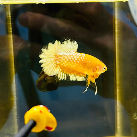 Yellow Hellboy (Male)