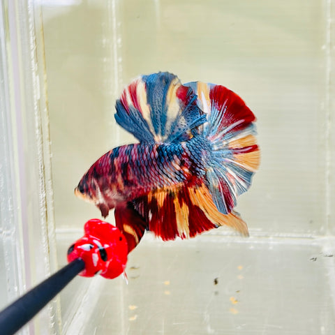 Steel Candy GIANT (Male)