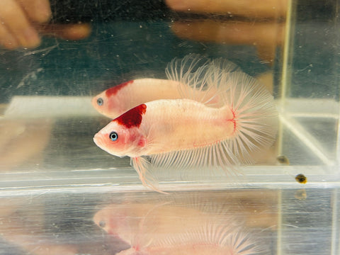 Tancho Giant Junior (Male)