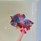 Purple Multicolour DTPK (Male)
