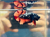 Copper Candy Avatar (Male)