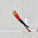 Tancho Tricolour Koi Junior (Male)