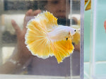 Yellow Dragon Halfmoon (Male)