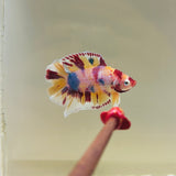 Clown Face | Candy Fancy DTPK (Male)