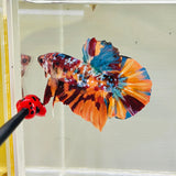 Galaxy Candy GIANT (Male)