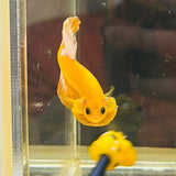 “Pikachu” Yellow Hellboy (Male)