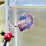 Pink Mascot Rosetail / Feathertail (Male)