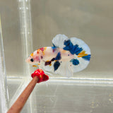 Snowflake Candy Koi (Male)
