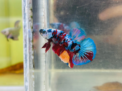 Galaxy Candy Koi (Male)