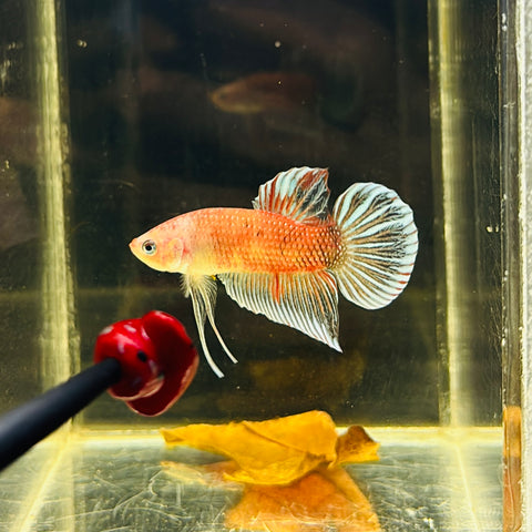 Snowflake Koi Splenden (Male)