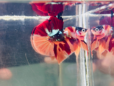 BIG-Tail Copper Candy (Male)