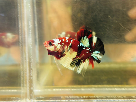 Galaxy Copper Koi (Male)