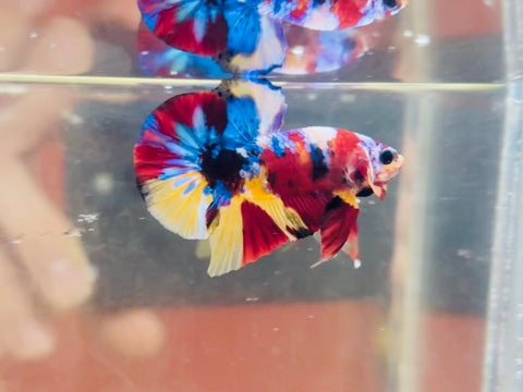 Yellow Candy Multicolour (Male)