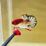 Tancho Snowflake Koi (Male)