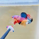 Purple Candy (Male)
