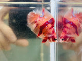 Red Necklace Nemo DTPK Junior (Male)