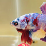 Cyborg | Purple Candy (Male)
