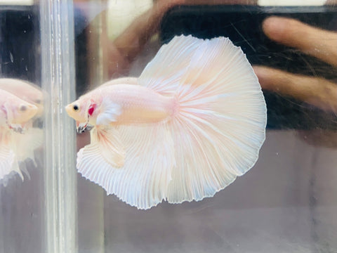 Platinum White Halfmoon (Male)