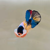 Rare! Tancho Candy (Male)