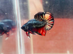 Black Copper Candy Junior (Male)