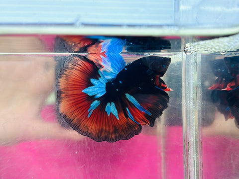 BlackStar Halfmoon (Male)