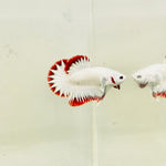 Snow Dragon Junior (Male)