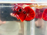 Galaxy Red Koi (Male)
