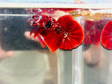 Galaxy Red Koi (Male)