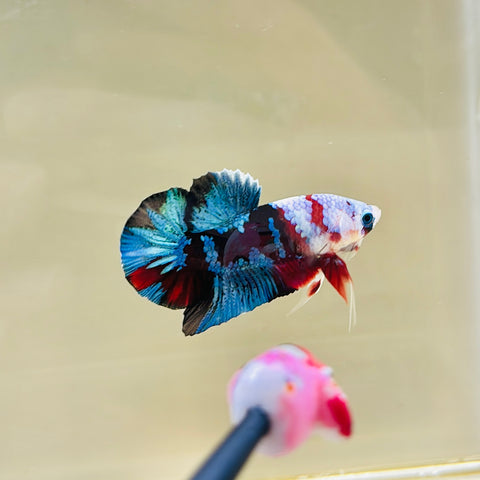 Red-Blue Fancy Koi (Male)