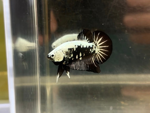 Black Samurai (Male)