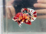 Fire Copper Candy (Male)